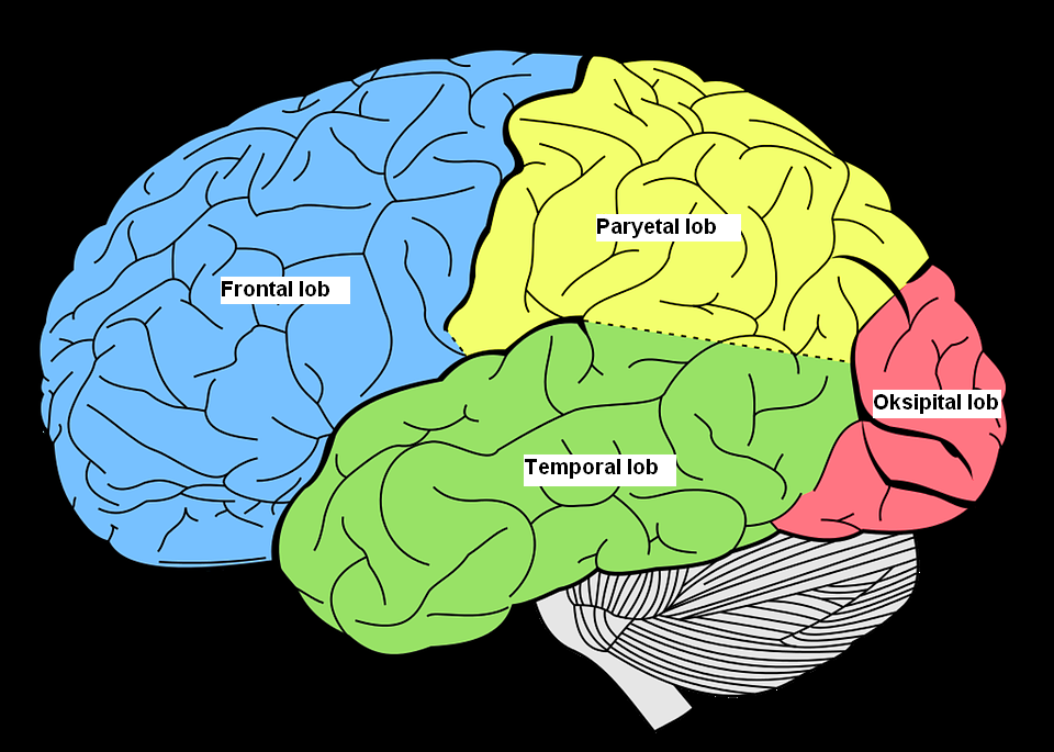 frontal lob ile ilgili görsel sonucu
