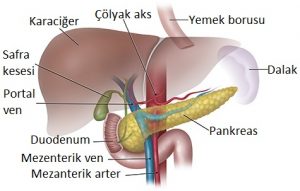 pankreas-anatomi