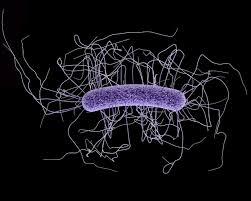 c-difficile