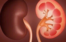 Böbrek hastalıkları belirtileri nelerdir?