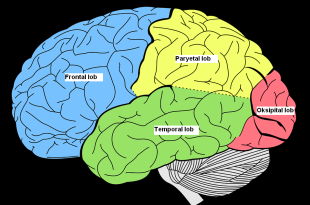beyin lobları nasıl geliştirilir, beyin lobları testi, frontal lob, beyin lobları ne işe yarar, beyin lobları pdf ,limbik sistem nedir, beyin lobları görevleri, beyin lobları işlevleri