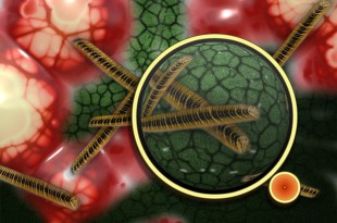 listeria nedir, listeria monocytogenes, listeria bakterisi nedir, listeria belirtileri, listeria hastalığı, listeria monocytogenes bulaşma yolları, listeria monocytogenes özellikleri, listeria monocytogenes analizi